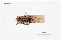 藏品(能高白緣虎天牛)的圖片